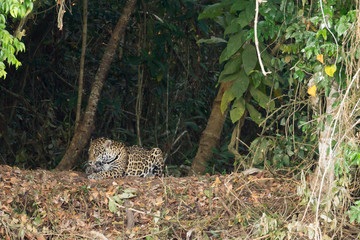 Jaguar from Pantanal, Brazil