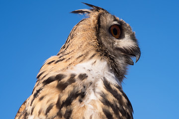 Eurasian eagle owl
