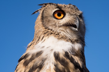 Eurasian eagle owl