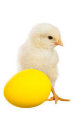 Yellow chick with egg