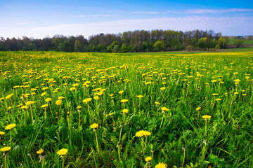 Spring landscape with green meadow covered with  many yellow dandelions.