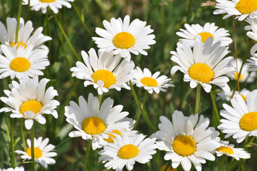 Beautiful daisy flower in the grass  in springtime