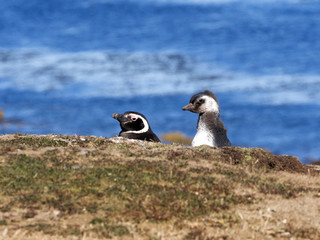 Magellanic Penguin, Spheniscus magellanicus, nesting on Carcass, Falklands / Malvinas