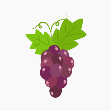 fresh grapes illustration on white background