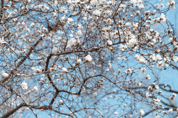 spring cherry blossom Central Park New York
