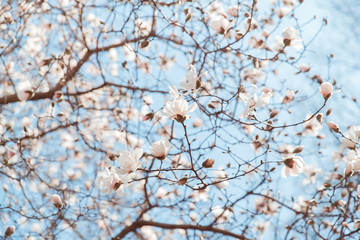 spring cherry blossom Central Park New York