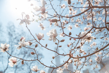 spring cherry blossom Central Park New York
