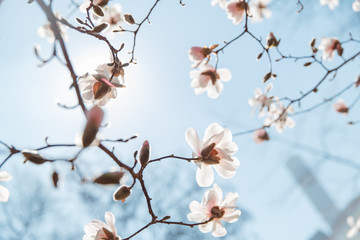 spring cherry blossom Central Park New York