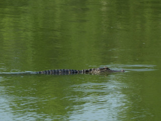 Alligator Water Waltz