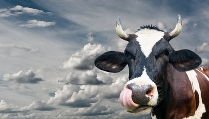 Black cow against sky with grey clouds
