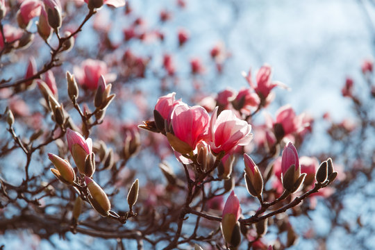 spring magnolia blossom Central Park New York