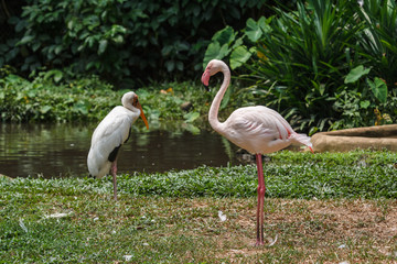 Pink flamingo