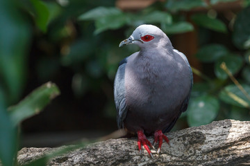 Red-eyed dove