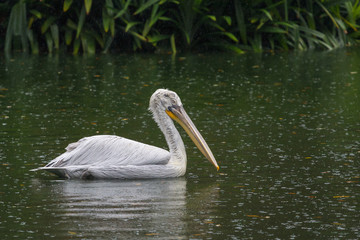 Adult pelican in the rain