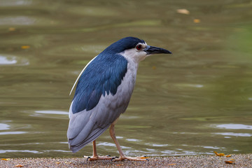 Black-crowned night heron