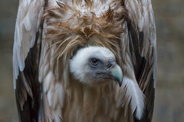 Griffon vulture