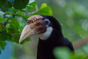 Papuan hornbill