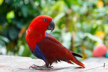 Red lory in the park