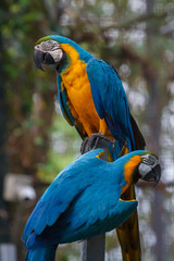 Two blue-and-gold macaw parrots