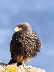 Striated caracara, Phalcoboenus australis, it is common predator on the islands Falkland / Malvinas