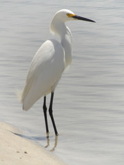 Waiting By The Water