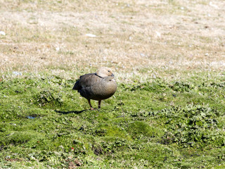 Ruddy-headed goose, Chloephaga rubidiceps is relatively rare, Carcass island, Falkland-Malvinas
