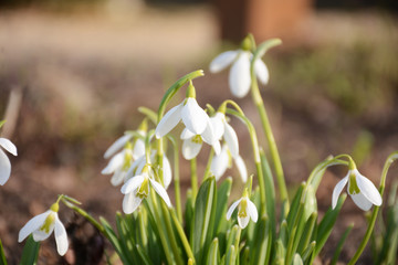 Snowdrops blooming in the spring sunshine