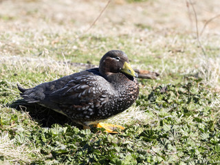 Flying Steamer Duck, Tachyeres patachonicus, on some islands is plentiful, Carcass Island, Falkland-Malvinas
