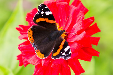  Butterfly on flower.