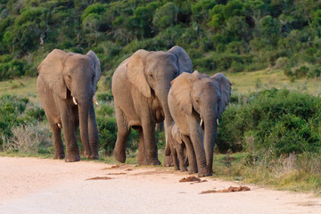 Fototapeta na wymiar Family of elephants from South Africa