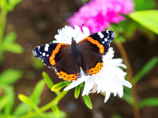  Butterfly on flower.