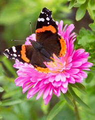 Butterfly on flower.