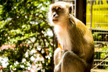 Macaque monkey in sunlight, malaysia