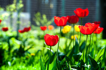 Macro shot of red tulips in the garden on colorful background in the middle of a garden on springtime. Bees are seeking nectar in blooming flowers, weather is sunny and warm. Waiting for summer. 