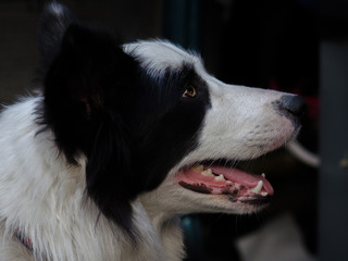 A purebred beautiful Border Collie dog