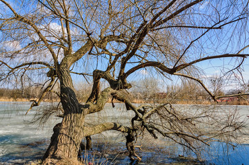 Old tree hangs over a winter river