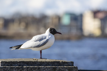 Macro shot of seagull standing on handrail with tousled feathers on windy winter day on cloudy and blue background. Birds are looking for food and fish. Storm is coming, cold weather. frost, wind gust