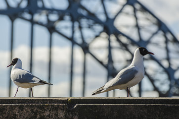 Macro shot of seagulls standing on handrail on windy winter day on background of railway metal bridge and blue sky. Birds are looking for food and fish. Storm is coming, cold weather. frost, wind gust