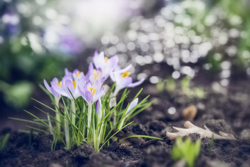 Spring garden or park with first lovely crocuses flowers, outdoor nature background