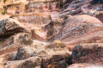 Scenic path in Horton Plains