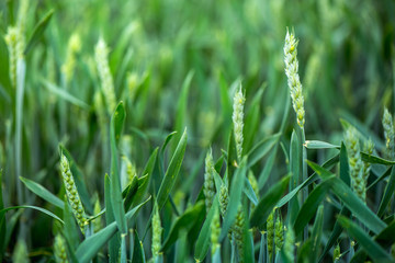 Shot of a wheat field.

