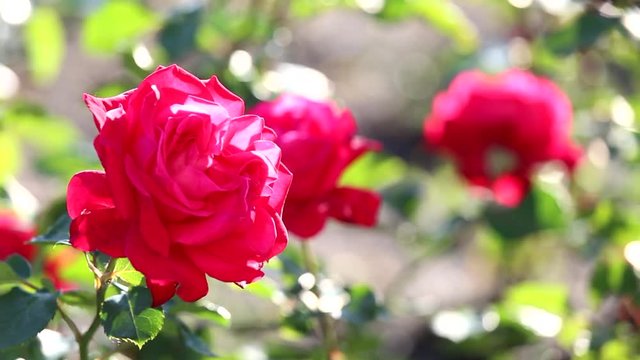 Close up of bud of beautiful red rose on flowerbed. Nature background. Real time full hd video footage.
