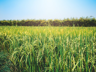 Rice field under the sun and clear blue sky.