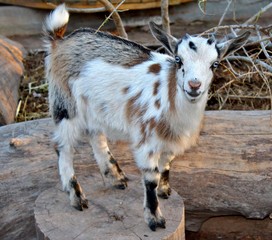 Cute little brown and white goat with beautiful blue eyes. 