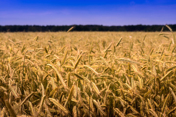 Shot of a wheat field and blue sky on a sunny day. The photo is taken in the country side near the Baltic Sea.

