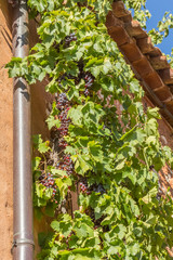 vigne sur façade de maison 