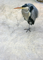 Fischreiher