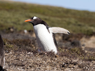 Gentoo penguin, Pygoscelis Papua, nests in large colonies, Falkland islands
