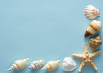 Seashells on a sheet of shaggy paper