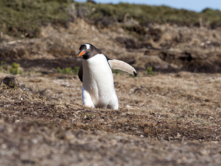 Gentoo penguin, Pygoscelis Papua, nests in large colonies, Falkland islands